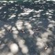 Image for article titled Massive Chicken Spill Turns Idyllic Brooklyn Street Into Grisly River Of Carnage